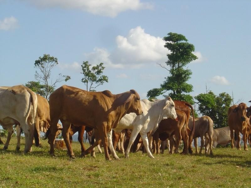 L6 Nicholson, Innisfail QLD 4860