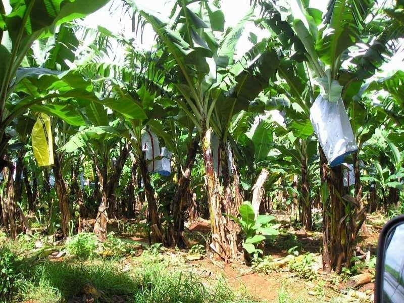 5 Mamu Road, Garradunga QLD 4860