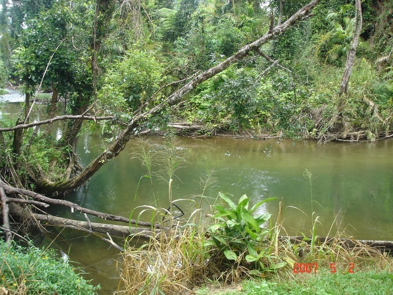 1445 Old Tully Rd, Maddi, Innisfail QLD 4860