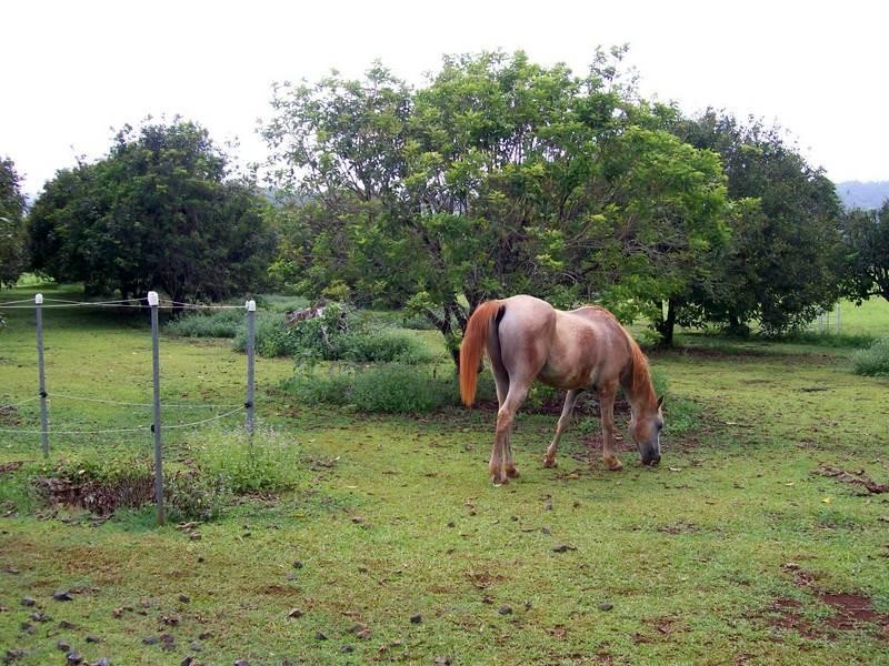 Rural P125 Donkin Road, Utchee Creek, Innisfail QLD 4860