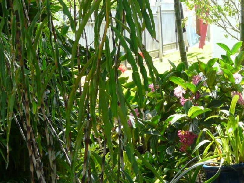 9 COLYER Close, Innisfail QLD 4860