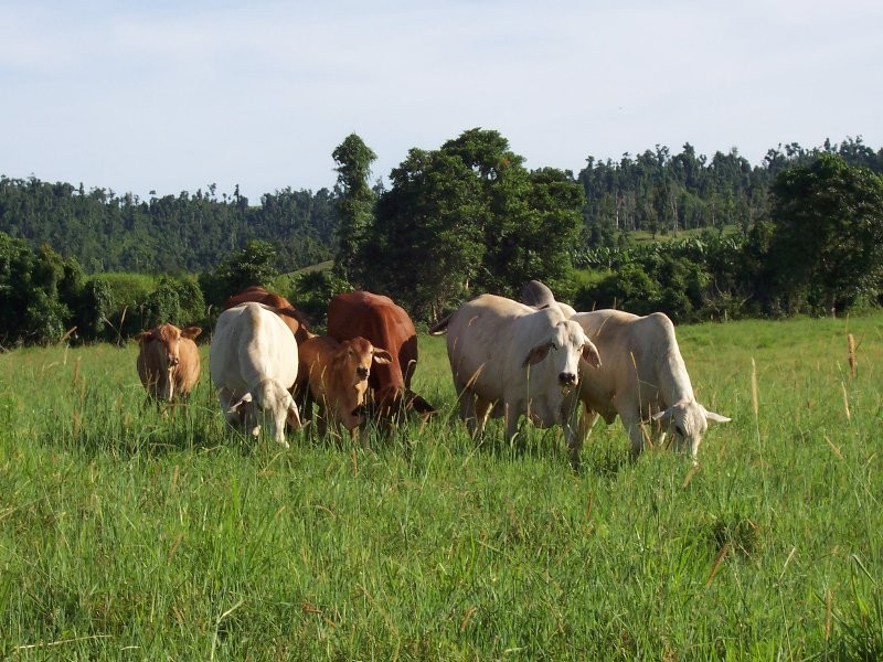 1107 Palmerston Highway, Innisfail QLD 4860