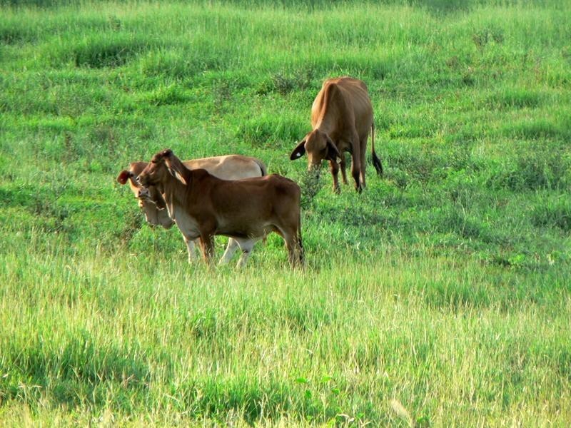 Utchee Creek QLD 4871