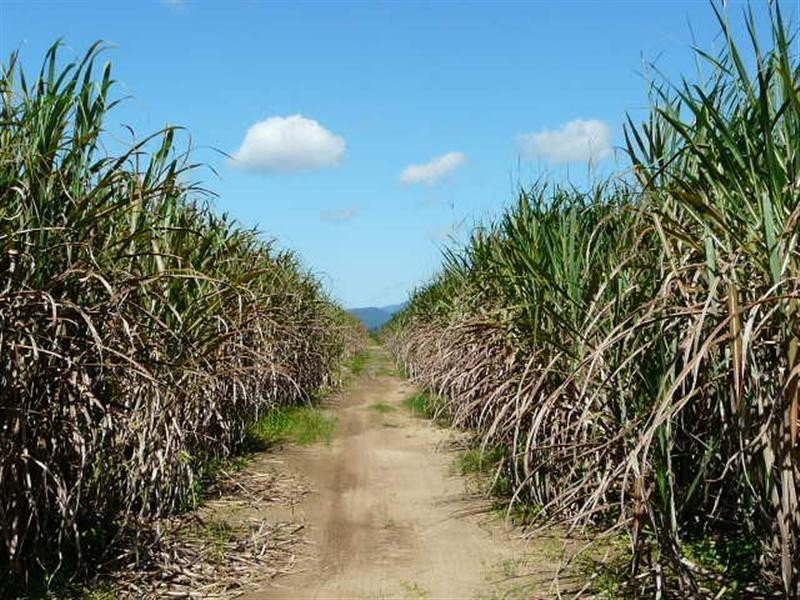 279 Silkwood-Japoon Road, Silkwood QLD 4856