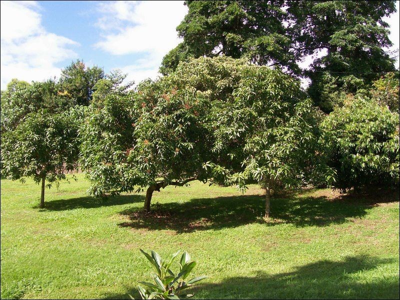 East Palmerston QLD 4860