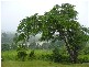 Innisfail QLD 4860