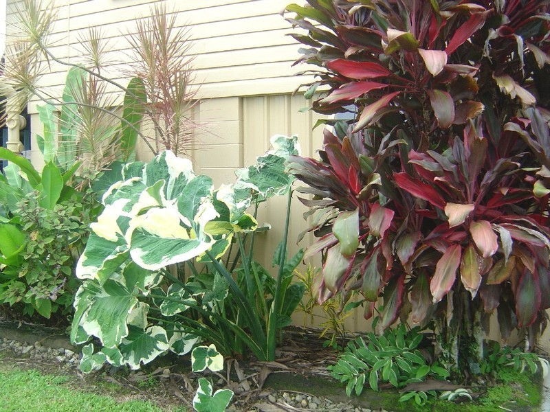 8 Mary, Innisfail QLD 4860