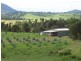 541 Mena Creek Road, Innisfail QLD 4860