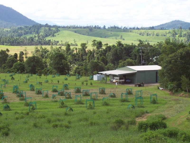 541 Mena Creek Road, Innisfail QLD 4860