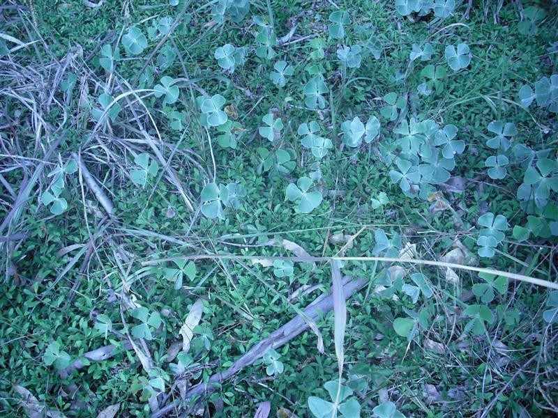 L182 and L1 Condamine River Road, Pratten QLD 4370