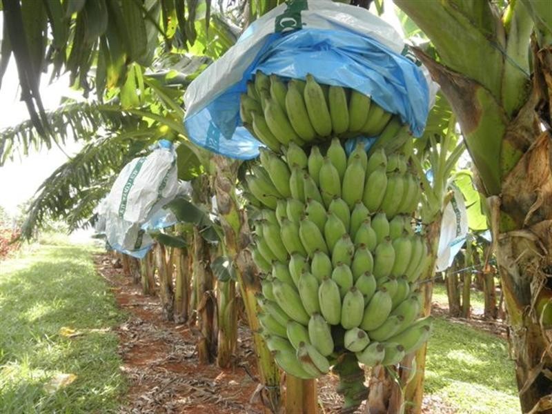 448 Dunne Road, Innisfail QLD 4860