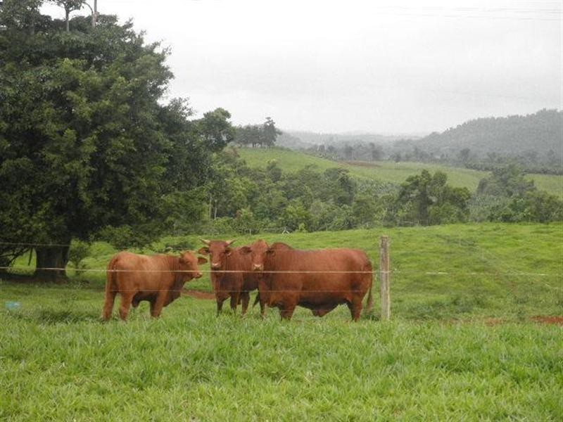 448 Dunne Road, Innisfail QLD 4860