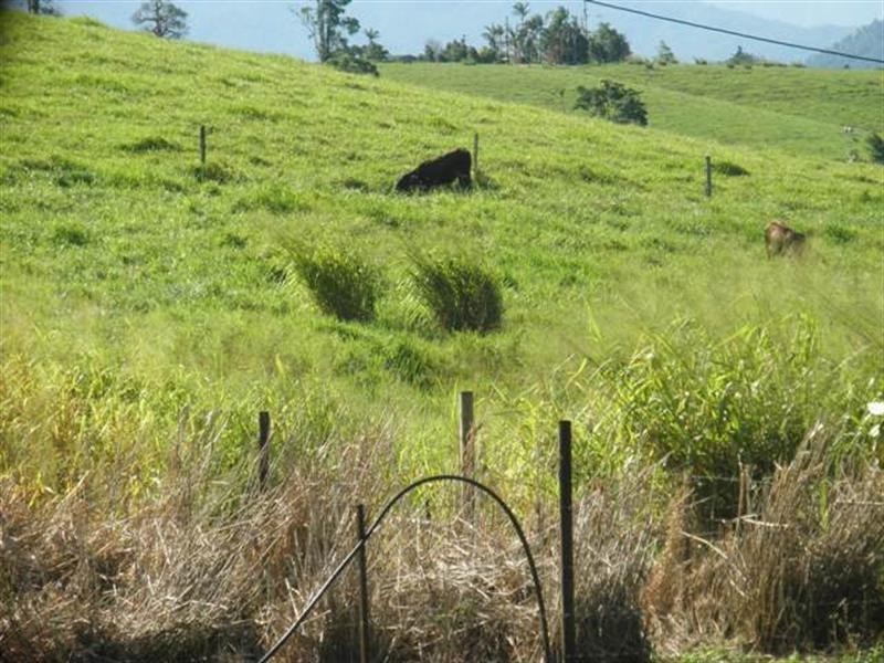 1964 Palmerston, Innisfail QLD 4860