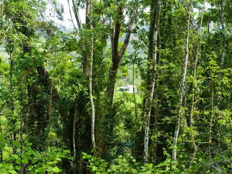 541 Mena Creek Road, Mena Creek QLD 4871