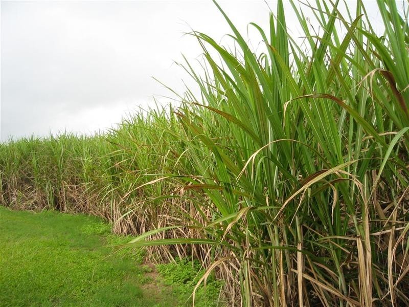 307 No. 6 Branch Road, South Johnstone QLD 4859