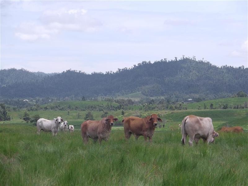 836 Mena Creek, Mena Creek QLD 4871