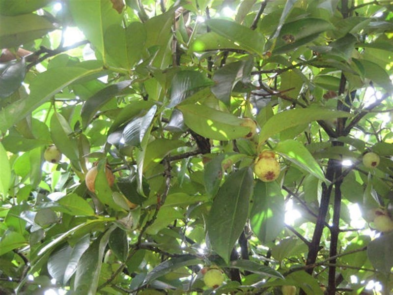 10 Fishers Creek, Coorumba QLD 4860