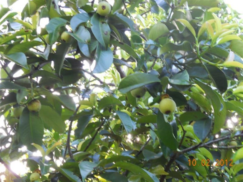 10 Fishers Creek, Coorumba QLD 4860