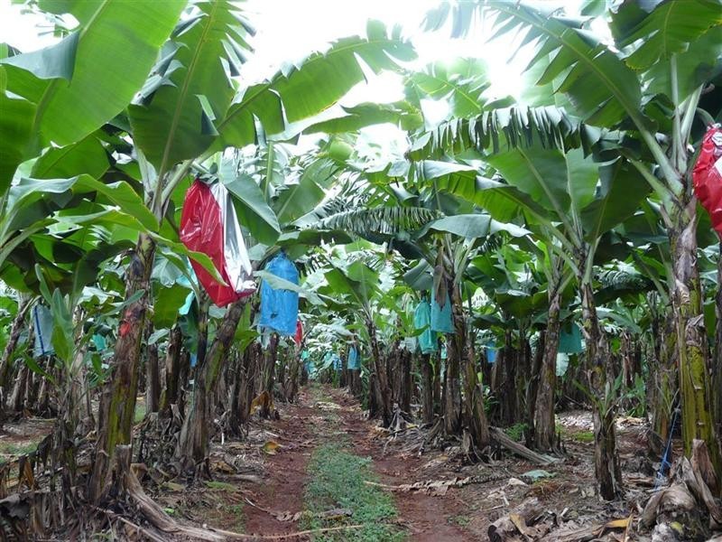 338 Jubilee Road, Daradgee QLD 4860