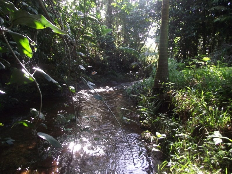 52 Elstob Road, Fitzgerald Creek QLD 4860