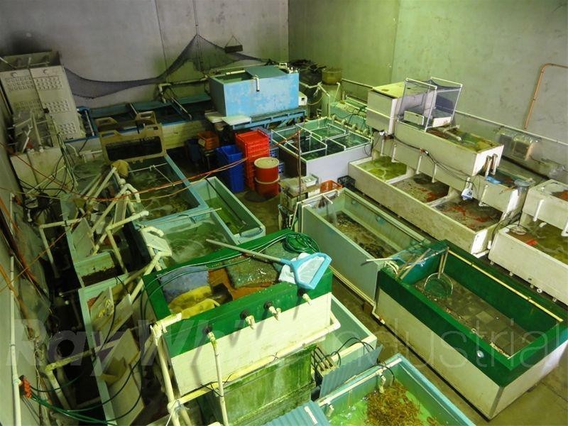 7/2A Burrows Road, St Peters NSW 2044