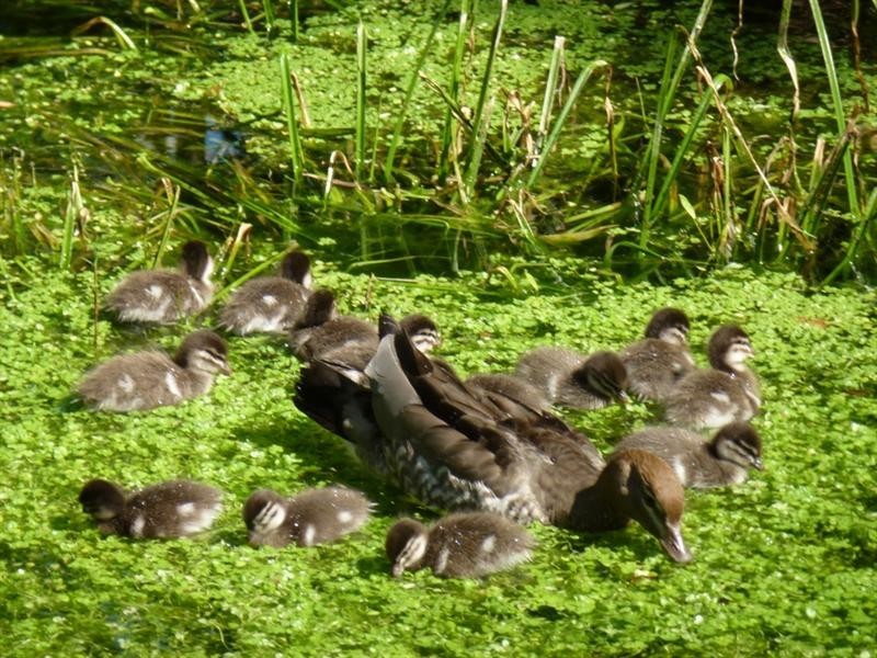 8 Taylor Road, Kalamunda WA 6076