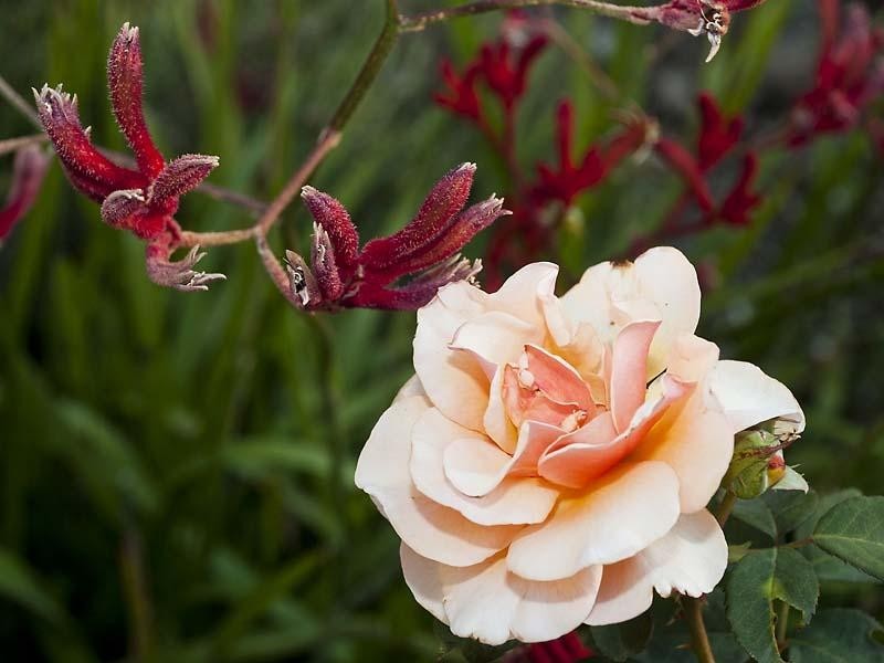 12 Orchid Drive, Roleystone WA 6111