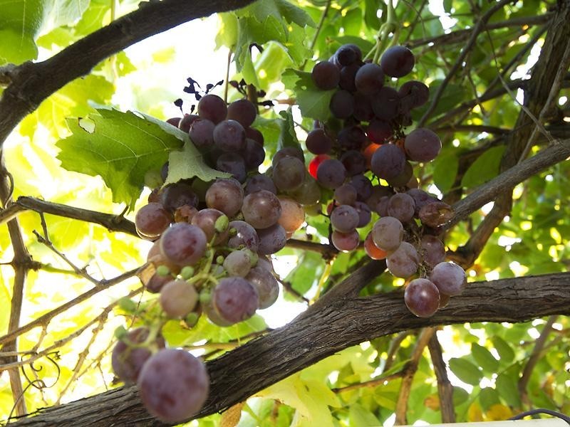 2 Cable Close, Seville Grove WA 6112