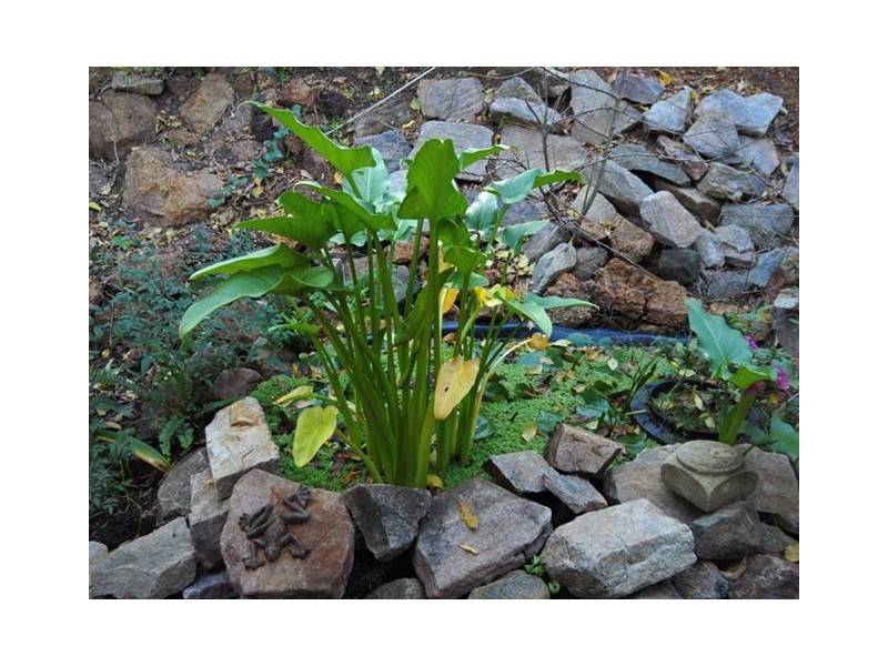 29 Windy Ridge Lane, Kalamunda WA 6076