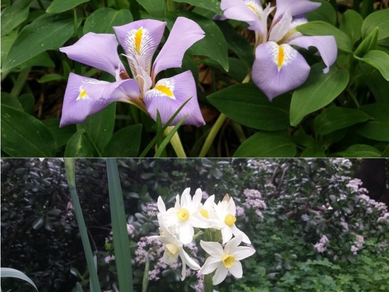 22 Lascelles Parade, Gooseberry Hill WA 6076