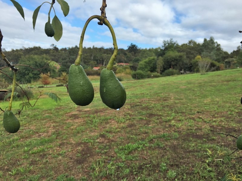 6 Zavatteri Rise, Roleystone WA 6111