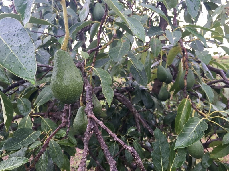 6 Zavatteri Rise, Roleystone WA 6111