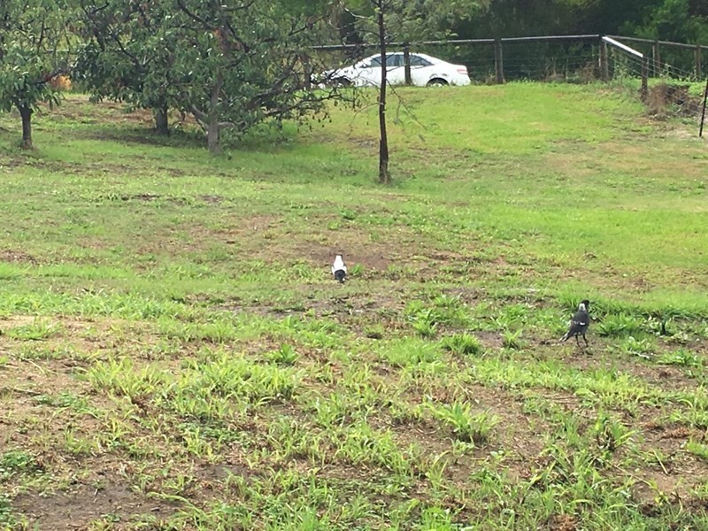 6 Zavatteri Rise, Roleystone WA 6111