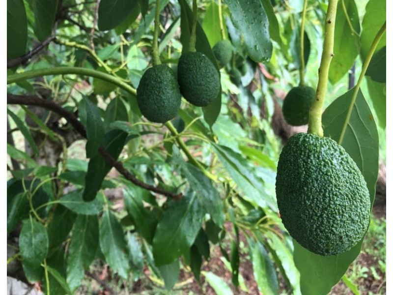 6 Zavatteri Rise, Roleystone WA 6111