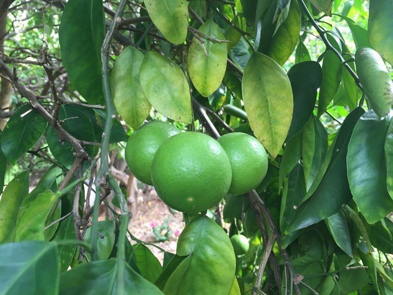 16A Carstairs Road, Darlington WA 6070