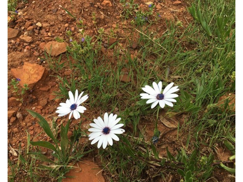 10 Rowley Street, Kelmscott WA 6111