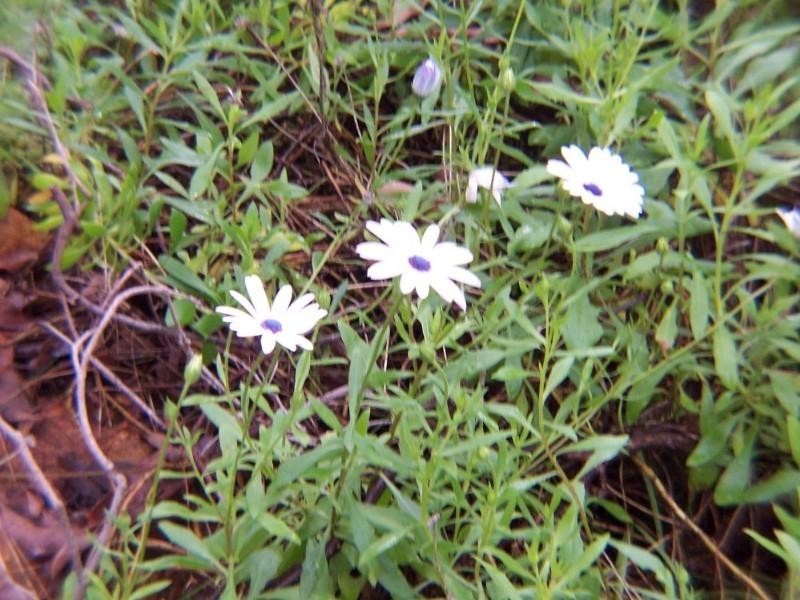 94 Falls Road, Lesmurdie WA 6076