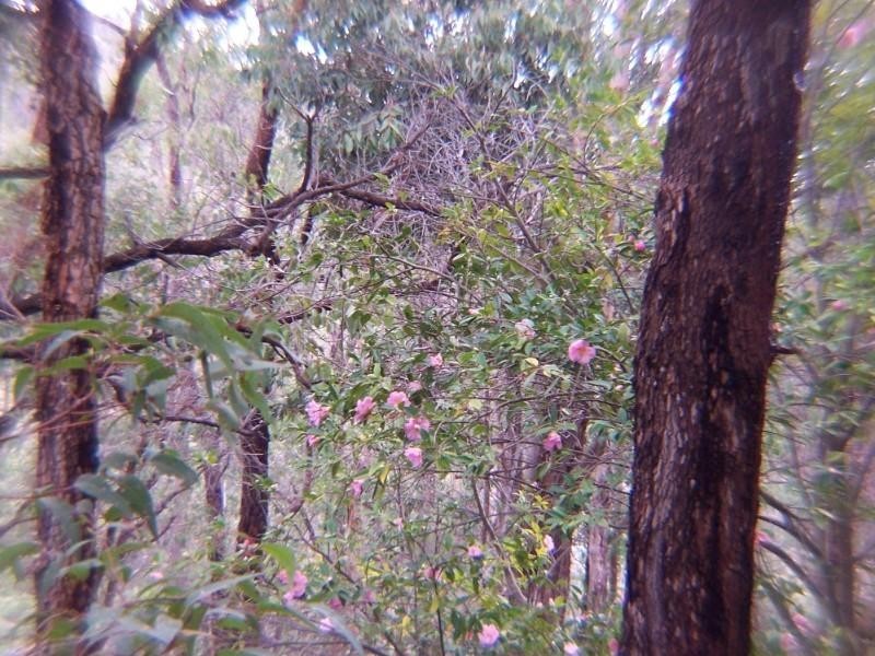 94 Falls Road, Lesmurdie WA 6076