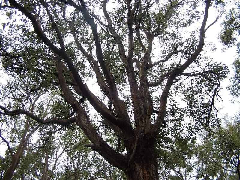 94 Falls Road, Lesmurdie WA 6076