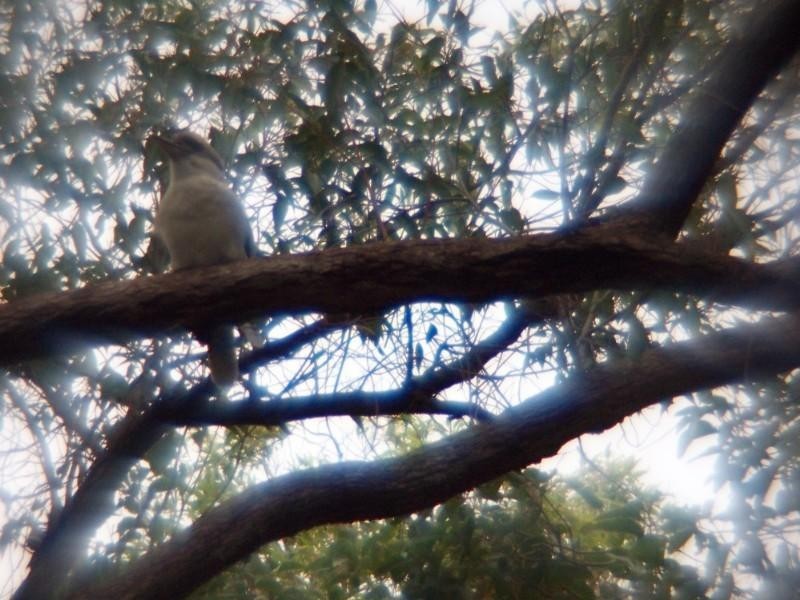 94 Falls Road, Lesmurdie WA 6076