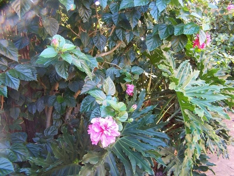 12 Winsor Road, Kalamunda WA 6076