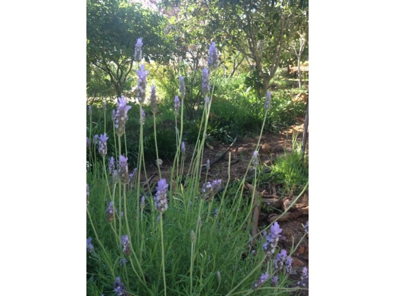 30 Watsonia Road, Gooseberry Hill WA 6076