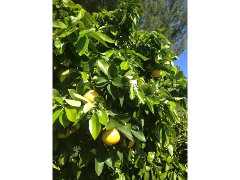 30 Watsonia Road, Gooseberry Hill WA 6076