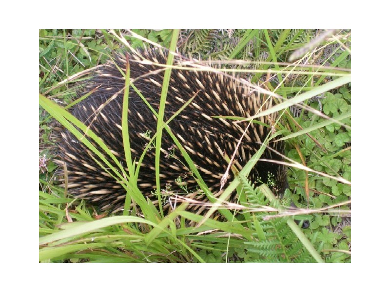 528 Bingie Road, Batemans Bay NSW 2536