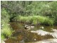 Lot 29 Old Bolara Mountain Road, Nelligen NSW 2536