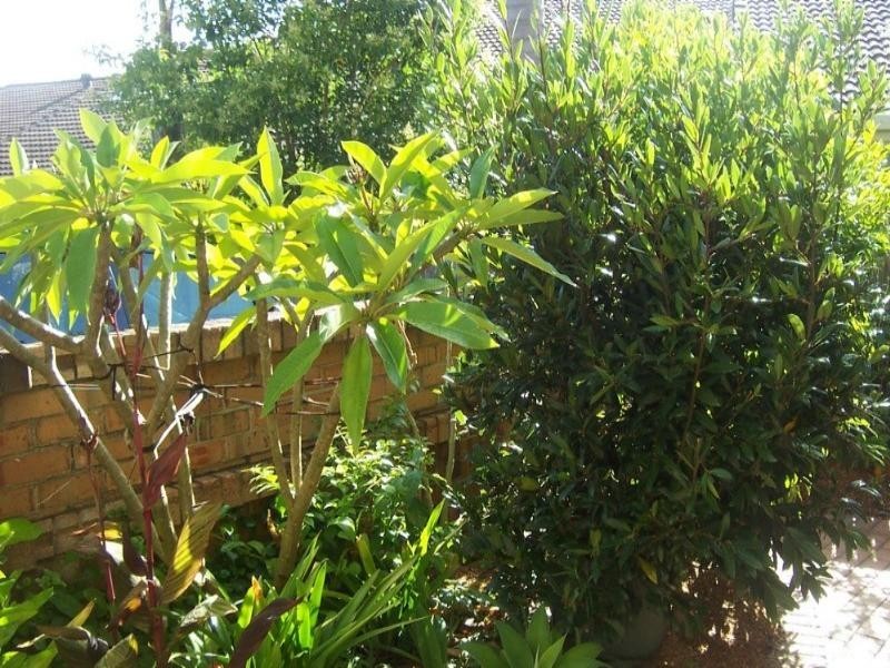 14/2-4 Newth Place, Surf Beach NSW 2536