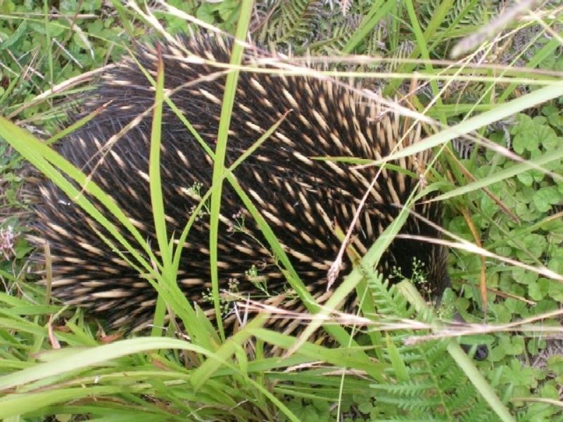 528 Bingie Road, Bingie NSW 2537