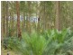 Lot/54 Sandy Place, Long Beach NSW 2536