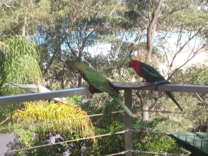 41 Yowani Road, Rosedale NSW 2536