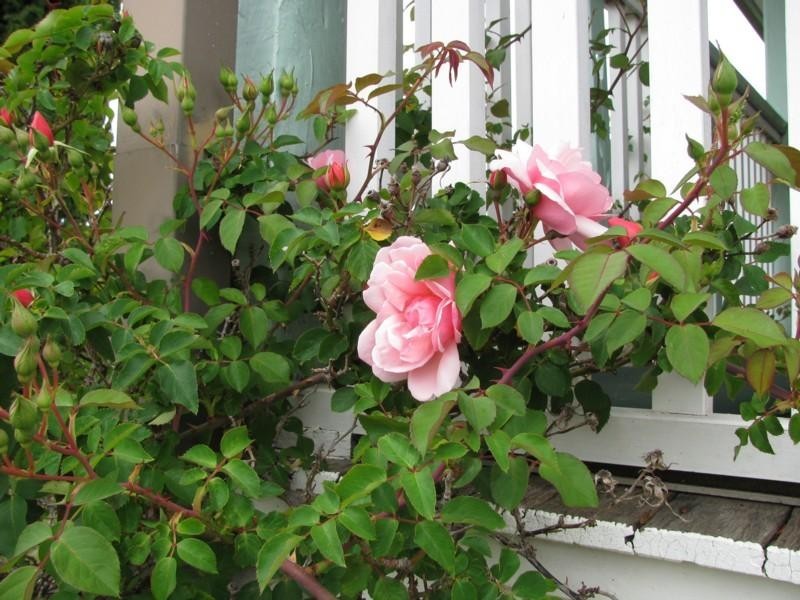 49 Evans Street, Moruya NSW 2537